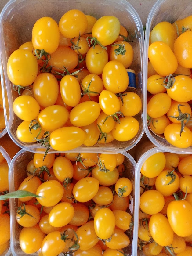 Datterino Giallo: Dolcezza Superiore, Bassa Acidità – 0.5 KG - immagine 2