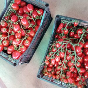Pomodoro Piccadilly: Dolcezza a Grappolo, Polpa Consistente – 0.5 KG