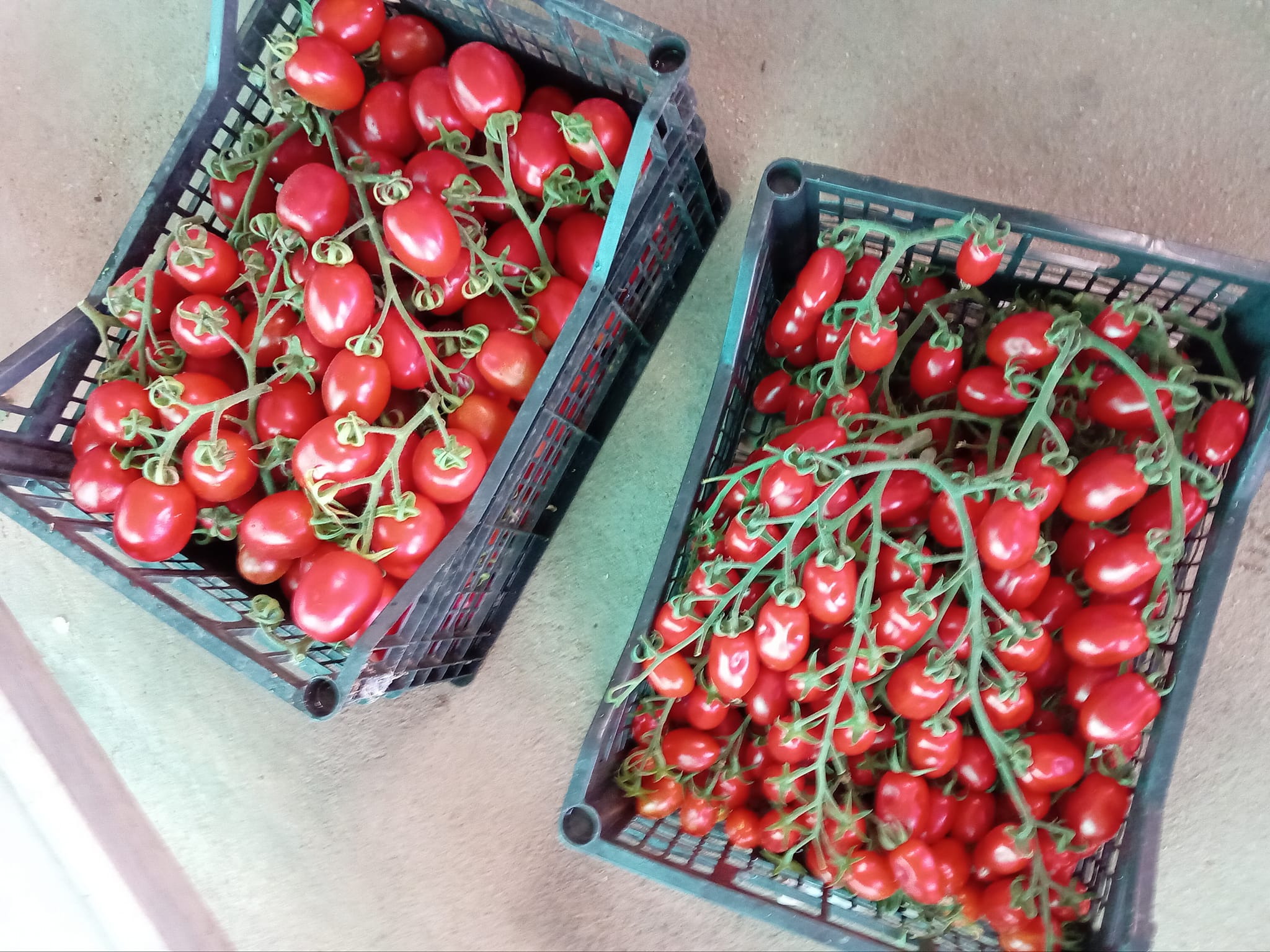Pomodoro Piccadilly: Dolcezza a Grappolo, Polpa Consistente – 0.5 KG