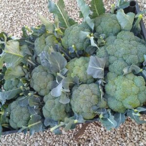 Broccolo Siciliano: Sapore Intenso, Ideale per la Pasta – 1 KG