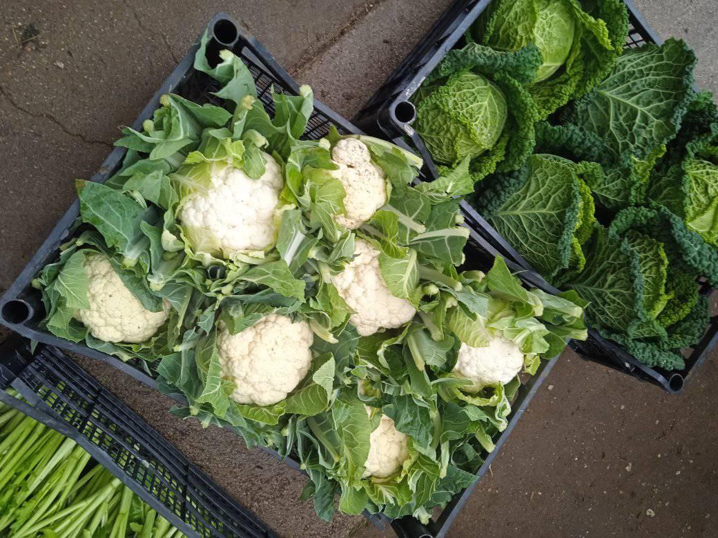 Cavolfiore: Corimbo Compatto, Ideale per Zuppe e Gratin – 1 KG