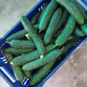 Cetrioli: Freschezza Croccante, Ideali per Insalate – 1 KG
