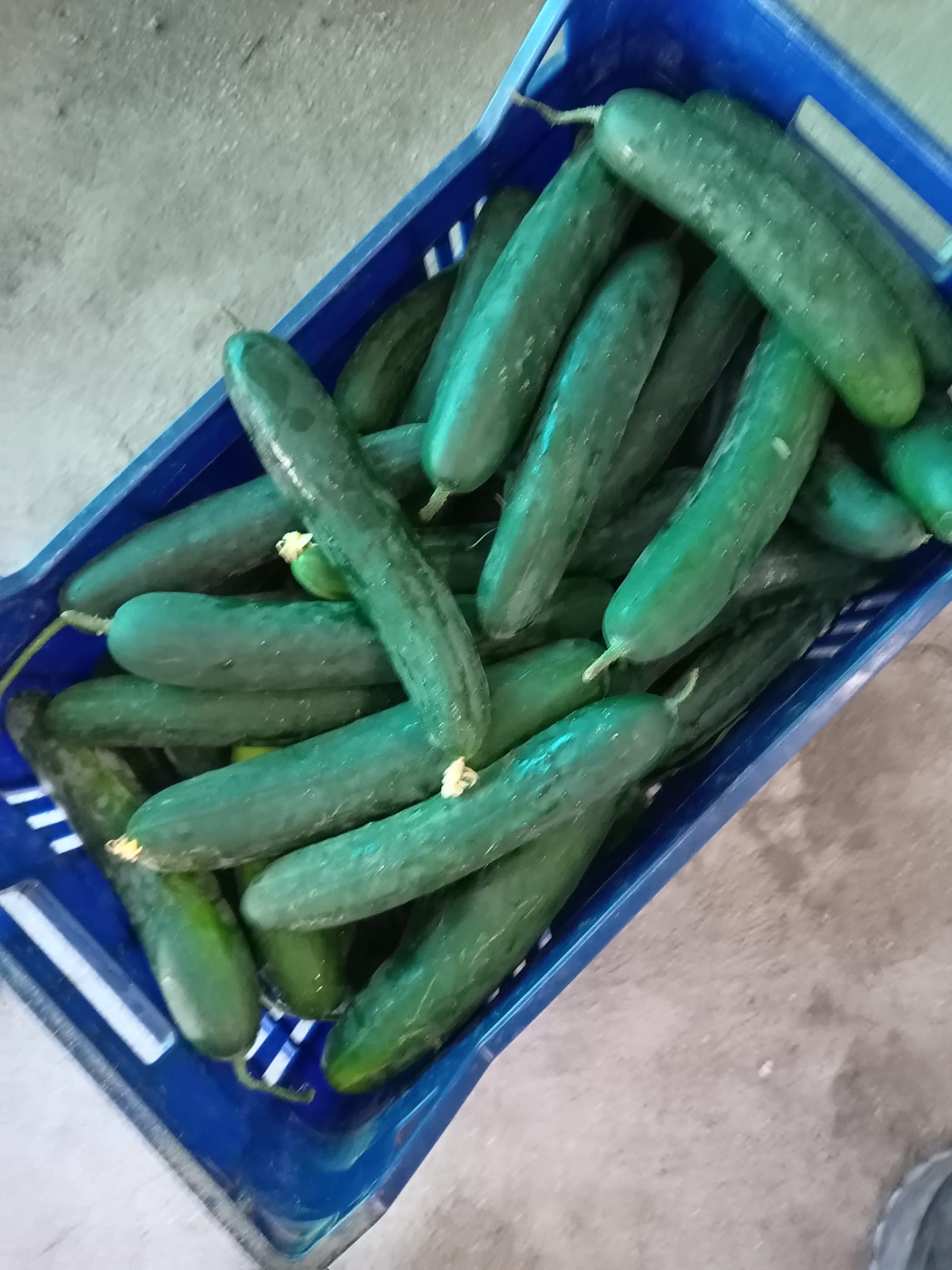 Cetrioli: Freschezza Croccante, Ideali per Insalate – 1 KG