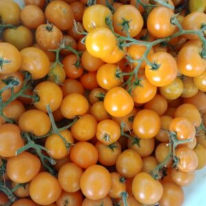 Pomodoro Ciliegino Giallo: Dolcezza Superiore, Bassa Acidità – 0.5 KG