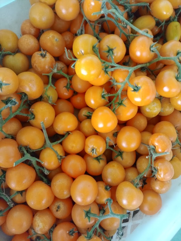 Pomodoro Ciliegino Giallo: Dolcezza Superiore, Bassa Acidità – 0.5 KG