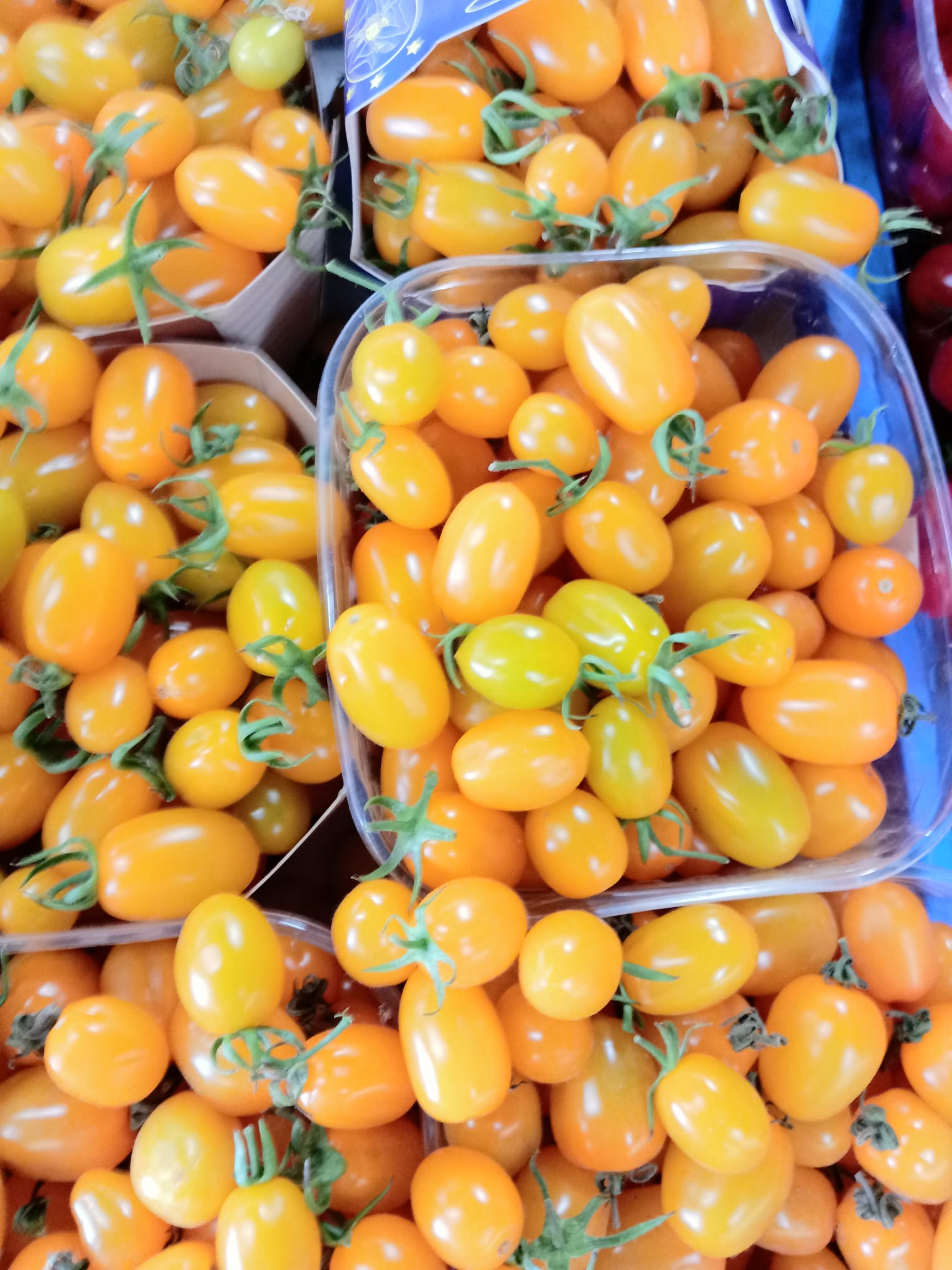 Datterino Giallo: Dolcezza Superiore, Bassa Acidità – 0.5 KG