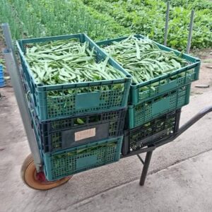 Fagioli Corallo: Teneri e Saporiti, Freschi – 0.5 KG