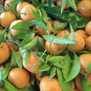 Mandarino Clementino: Dolce, Senza Semi e Facile da Sbucciare – 1 KG