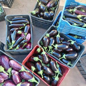 Melanzana Tonda: Polpa Carnosa, Ideale per Farcire e Fette Ampie – 1 KG