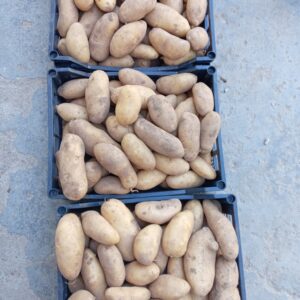 Patate Gialle: Polpa Soda, Ideali per Tutti gli Usi – 1 KG