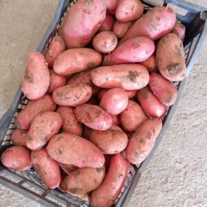 Patate Rosse: Polpa Cera, Ideali per Insalate e Bolliti – 1 KG
