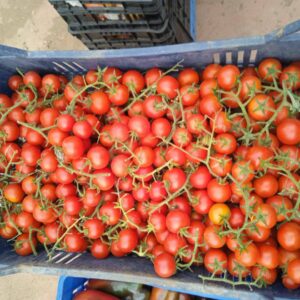 Pomodoro Ciliegino: Dolcezza Concentrata, Perfetto per Snacking – 0.5 KG