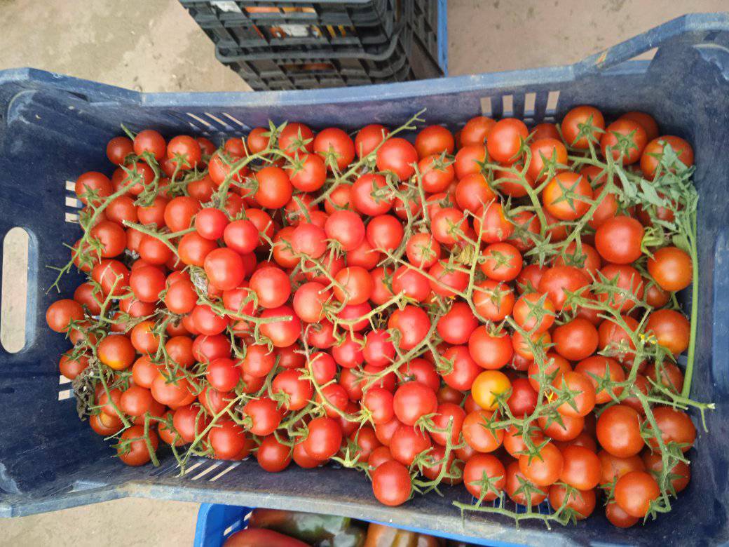Pomodoro Ciliegino: Dolcezza Concentrata, Perfetto per Snacking – 0.5 KG