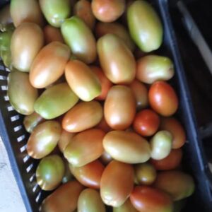 Pomodoro San Marzano: Perfetto per Insalate, Polpa Soda e Carnosa โ 1 KG