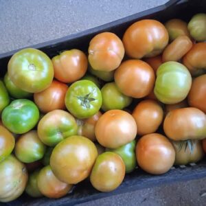 Pomodoro Rotondo: Succosità Estrema, Ideale per Insalate – 1 KG
