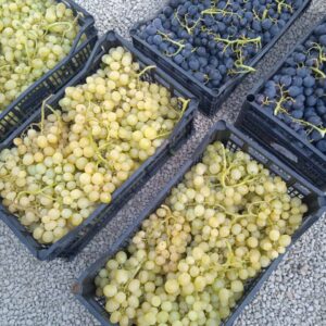 Uva Bianca e Uva Rossa 1 KG: Chicchi Dolci e Succosi | Perfetta per la Tavola