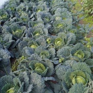 Verza Riccia KM0: La Regina d'Inverno in Cucina, Morbida e Saporita - 1 KG