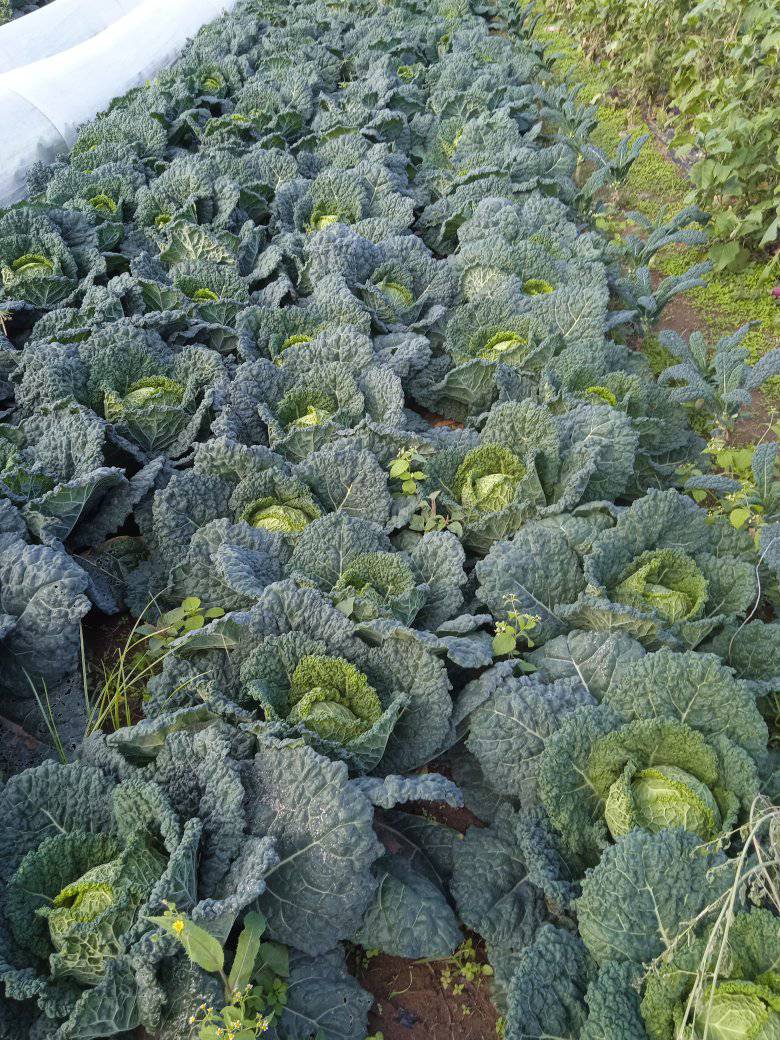 Verza Riccia KM0: La Regina d'Inverno in Cucina, Morbida e Saporita - 1 KG