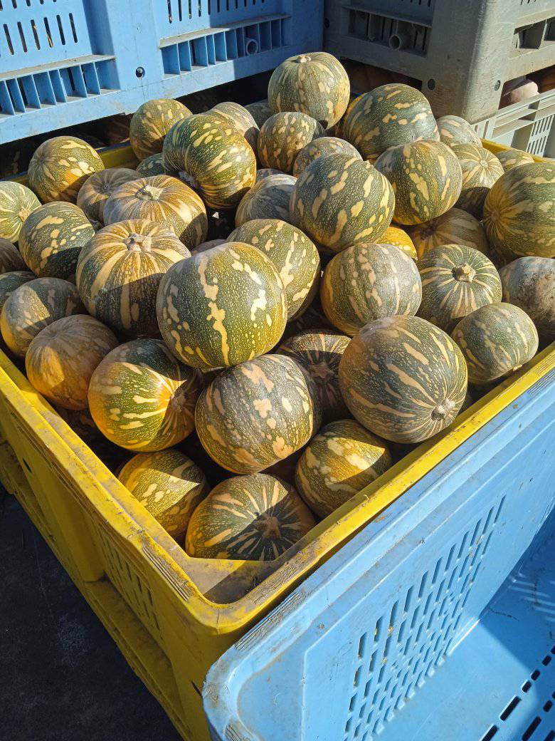 Zucca Asterix Fresca da 2 a 3 kg. Ideale per Risotti e Vellutate