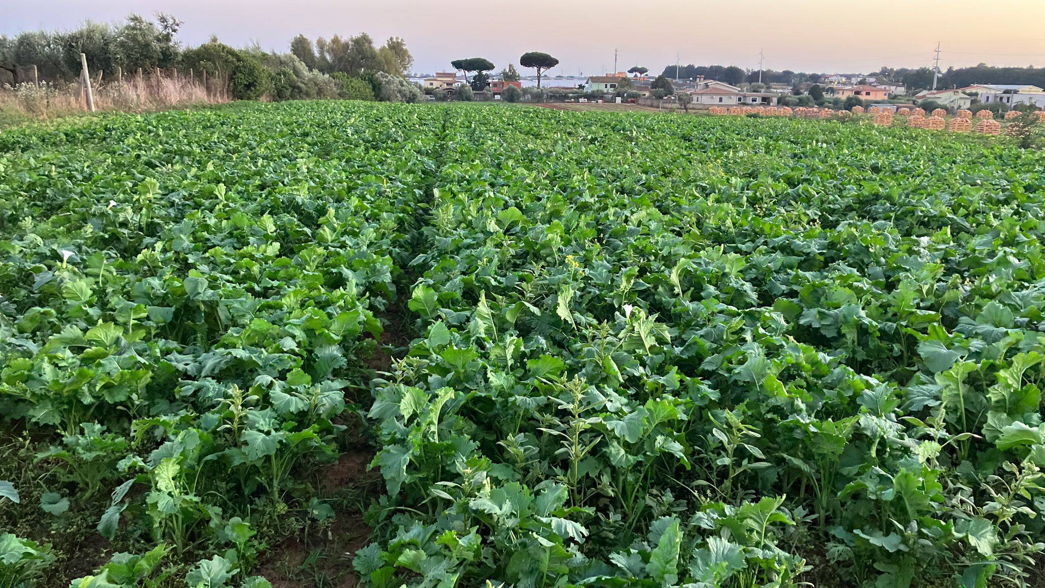 Broccoletti di Nettuno: La guida definitiva ai benefici e l’offerta esclusiva dell’Orto Digitale