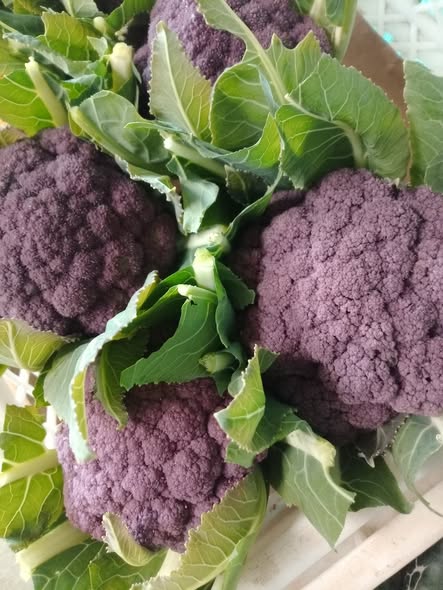 Mix di Broccoli Colorati (1 KG) - Viola, Romanesco, Siciliano e Bianco