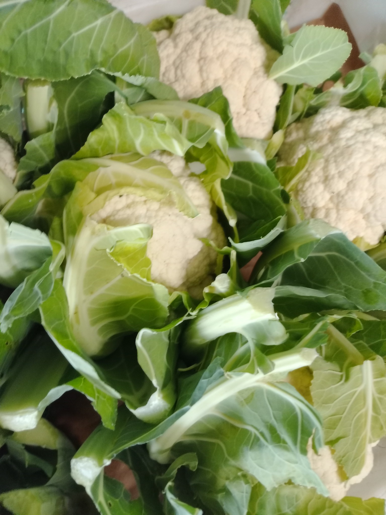 Mix di Broccoli Colorati (1 KG) - Viola, Romanesco, Siciliano e Bianco - immagine 2