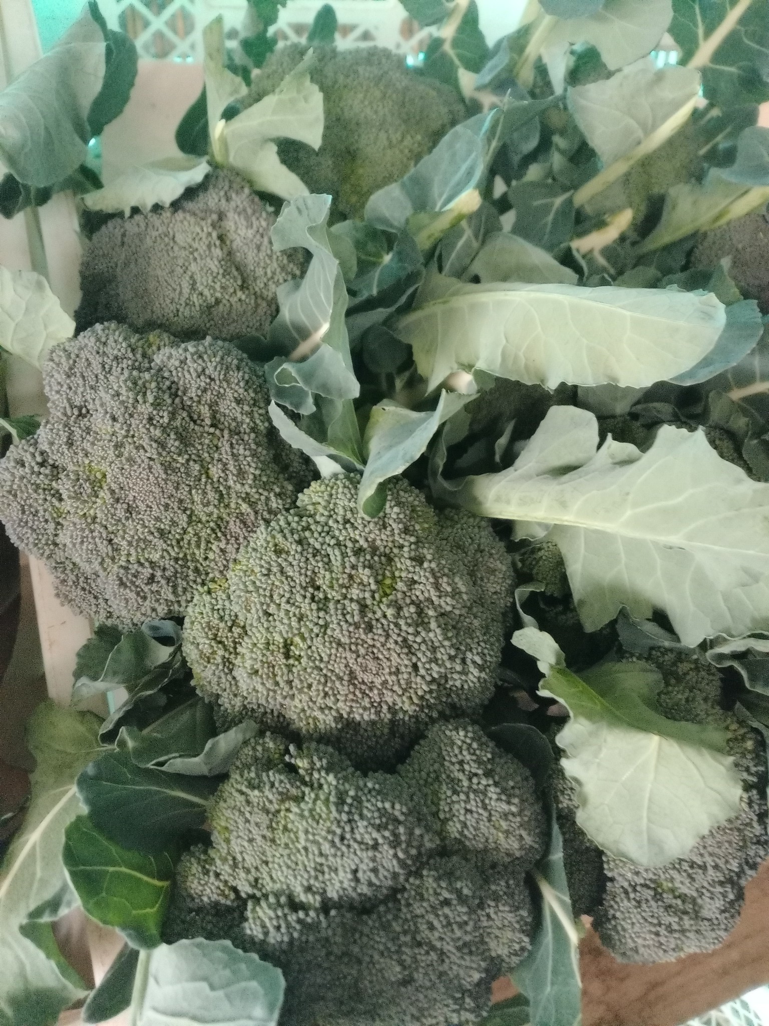 Mix di Broccoli Colorati (1 KG) - Viola, Romanesco, Siciliano e Bianco - immagine 3