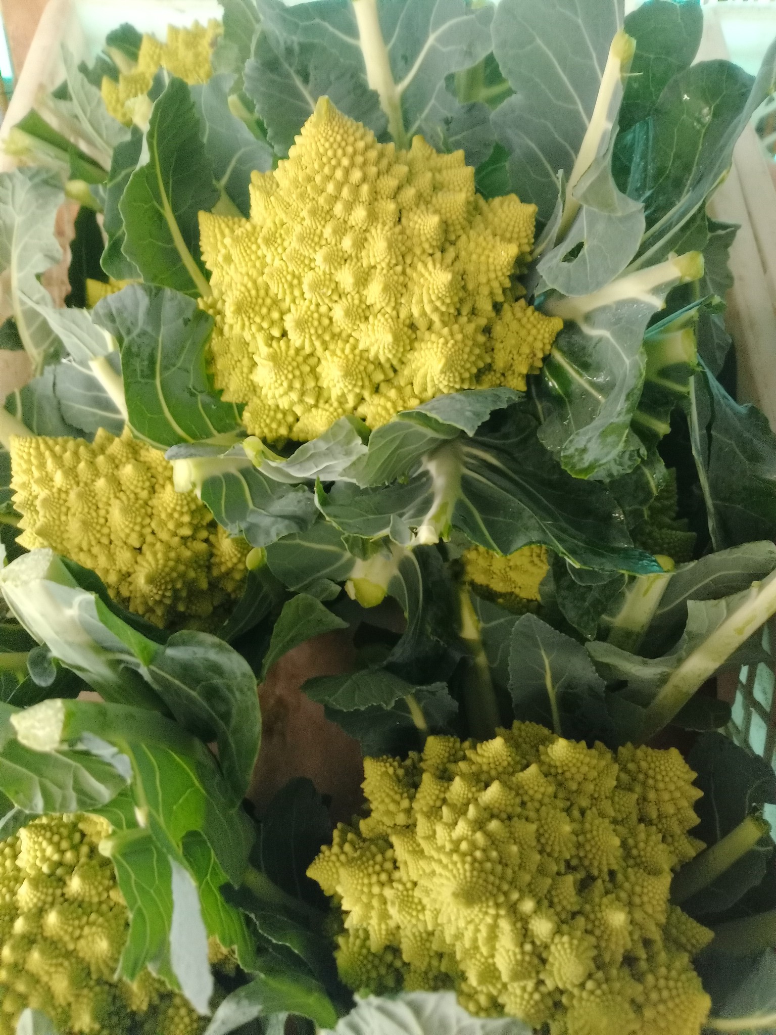 Mix di Broccoli Colorati (1 KG) - Viola, Romanesco, Siciliano e Bianco - immagine 4