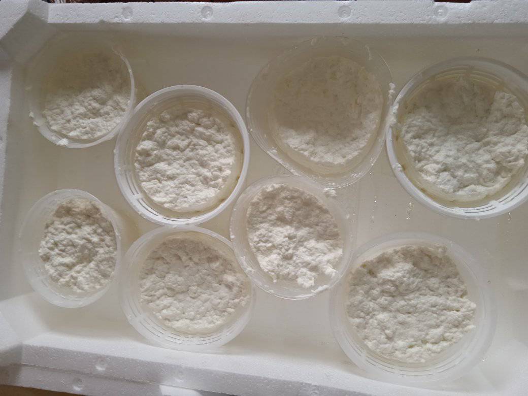Ricotta di Mucca Fresca (500g) – Morbida e Genuina
