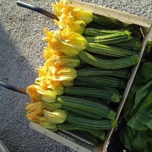 1 KG Zucchine Romanesche di Campo | Polpa Saporita e Consistente