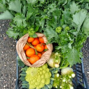Cassetta Mista Arvion (5kg) - Broccoletti, Finocchi, Broccolo e Clementine