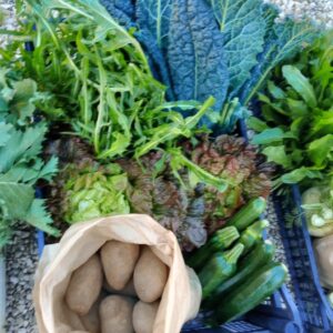 Cassetta Arvion 15€ ad Anzio e Nettuno: Puntarelle, Cavolo Nero, Canasta e Zucchine a KM 0