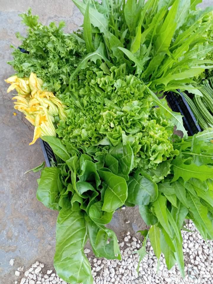 Cassetta verdure miste Arvion con bieta cicoria e zucchine