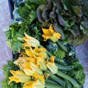 Biologia del Benessere: Zucchine Romanesche e Broccolo Romanesco ad Anzio e Nettuno