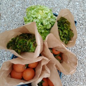 La Cassetta Agrumi & Orto: Scarola, Canasta e 2kg di Arance
