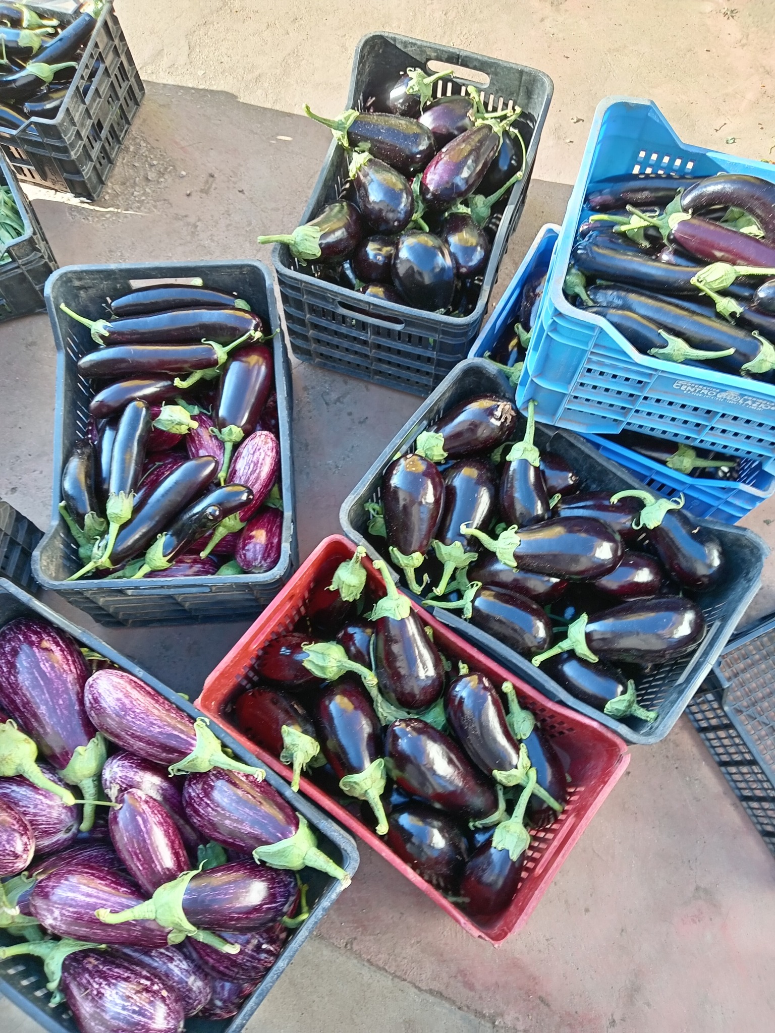 Melanzane tonde Arvion