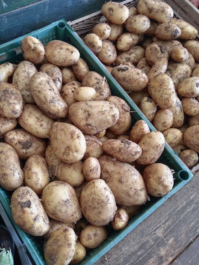 Patate Gialle OrtoBio Nettuno e Aprilia