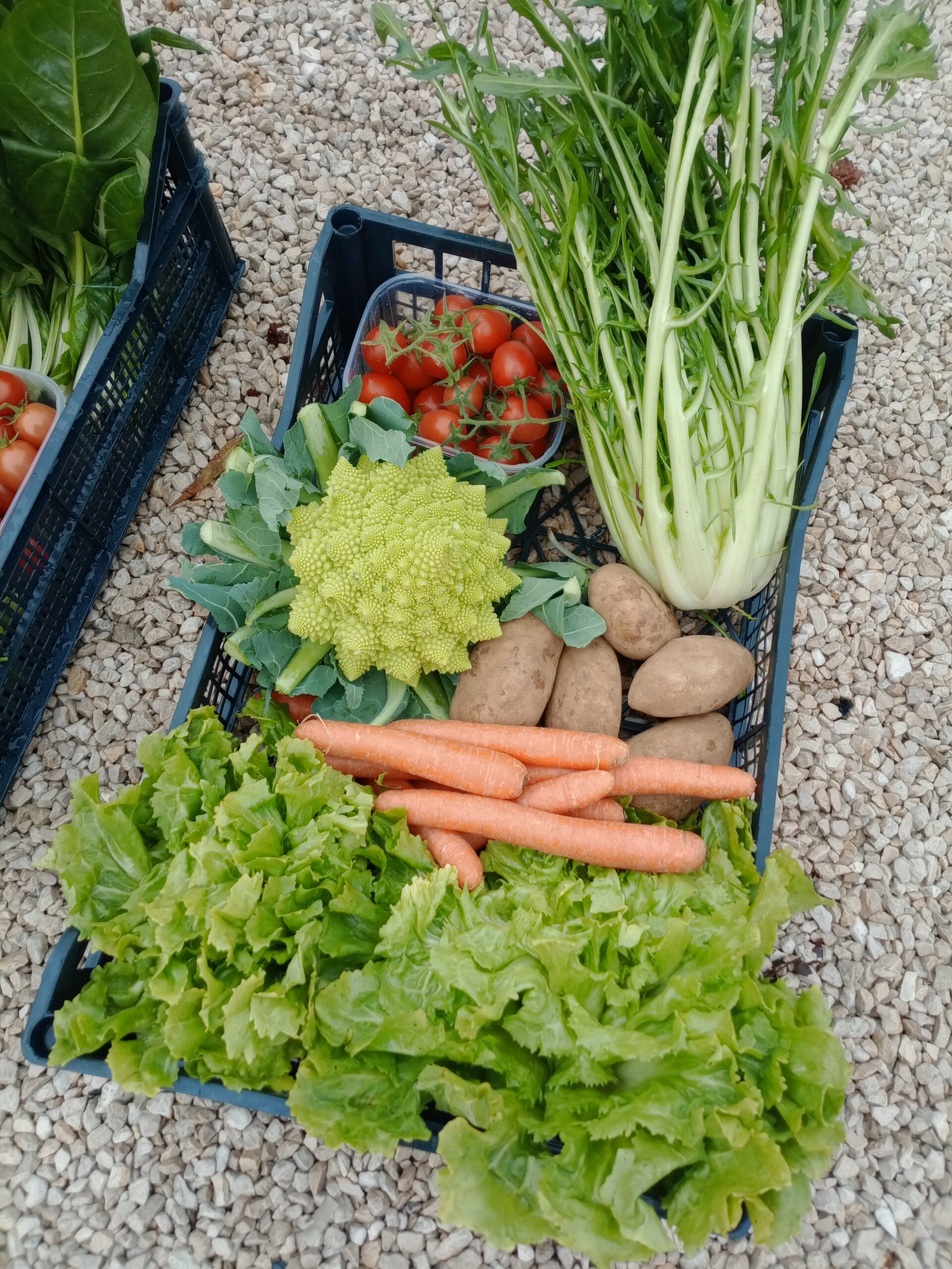 Puntarelle Arvion Nettuno Ricerca 2026