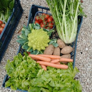 Cassetta Puntarelle Arvion 15€ ad Anzio e Nettuno: Il Meglio del Raccolto a KM 0