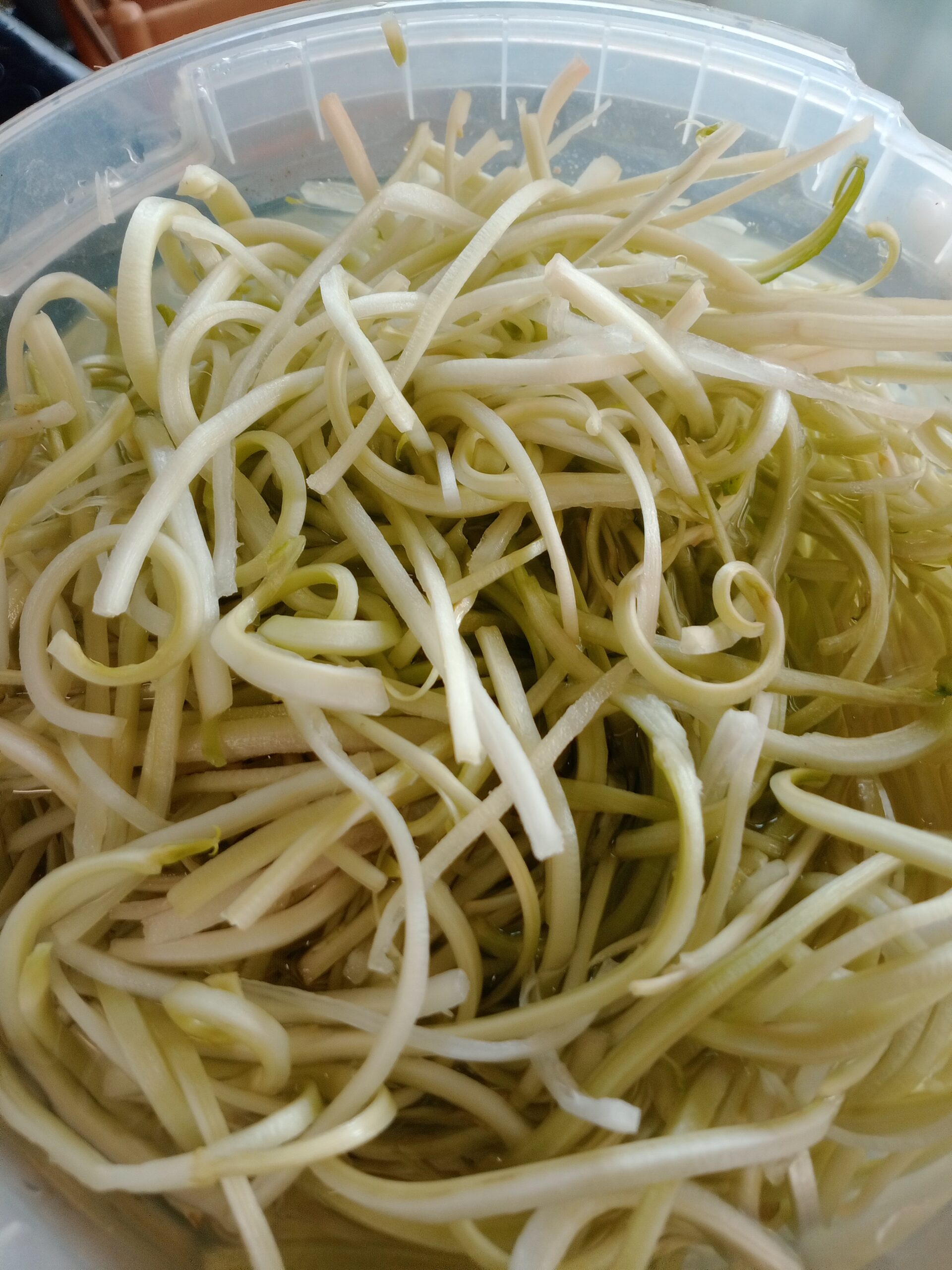Puntarelle di Nettuno: i segreti della tradizione Arvion, benefici e come arricciarle perfettamente