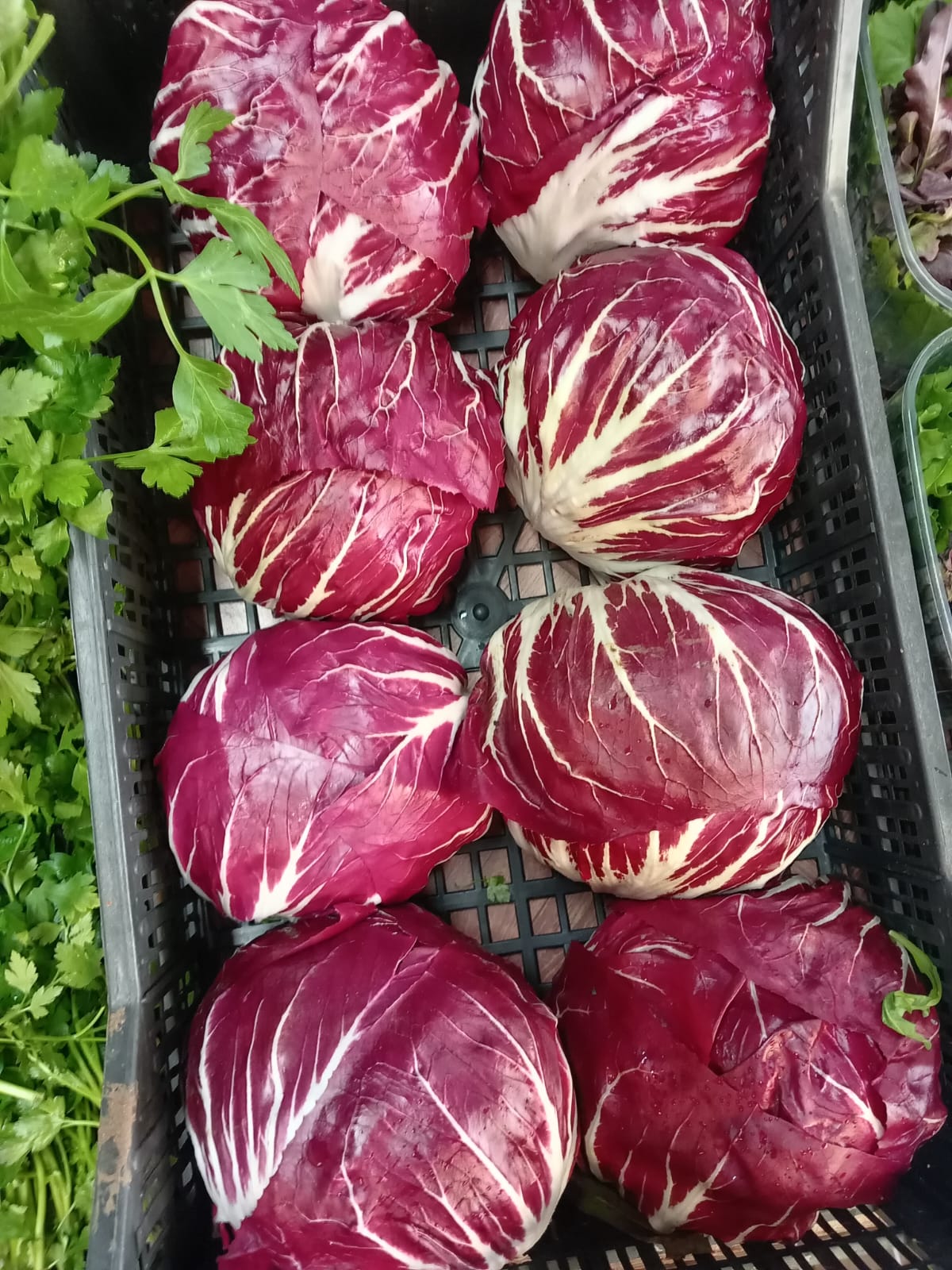 Radicchio Rosso Arvion
