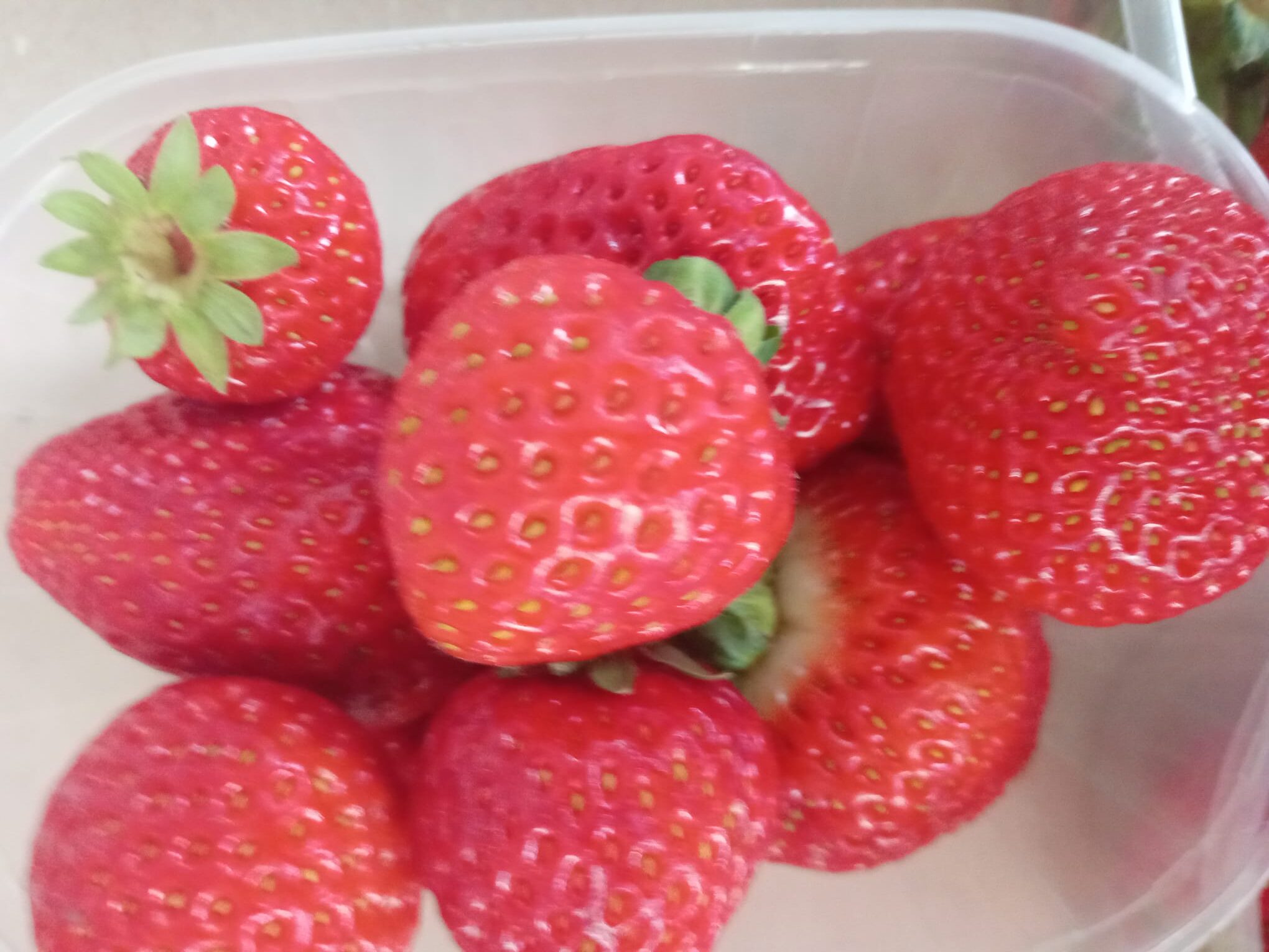 Fragole Favetta di Nettuno - Febbraio