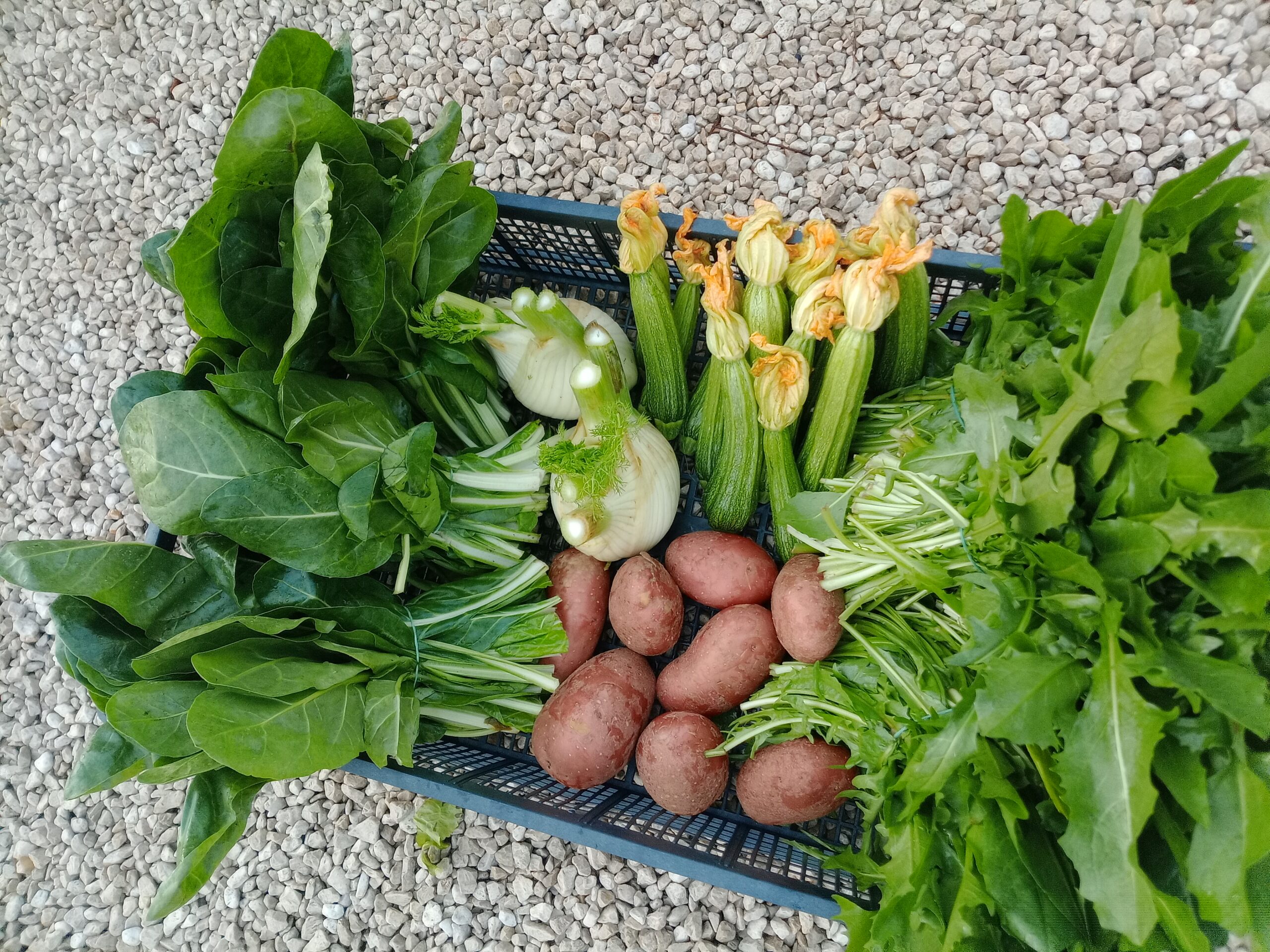 Cassetta Bieta Cicoria Finocchi Zucchine Patate Rosse Arvion