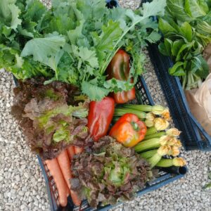 Cassetta Mix Nettuno: Canasta, Carote e Broccoletti freschi a domicilio 5kg