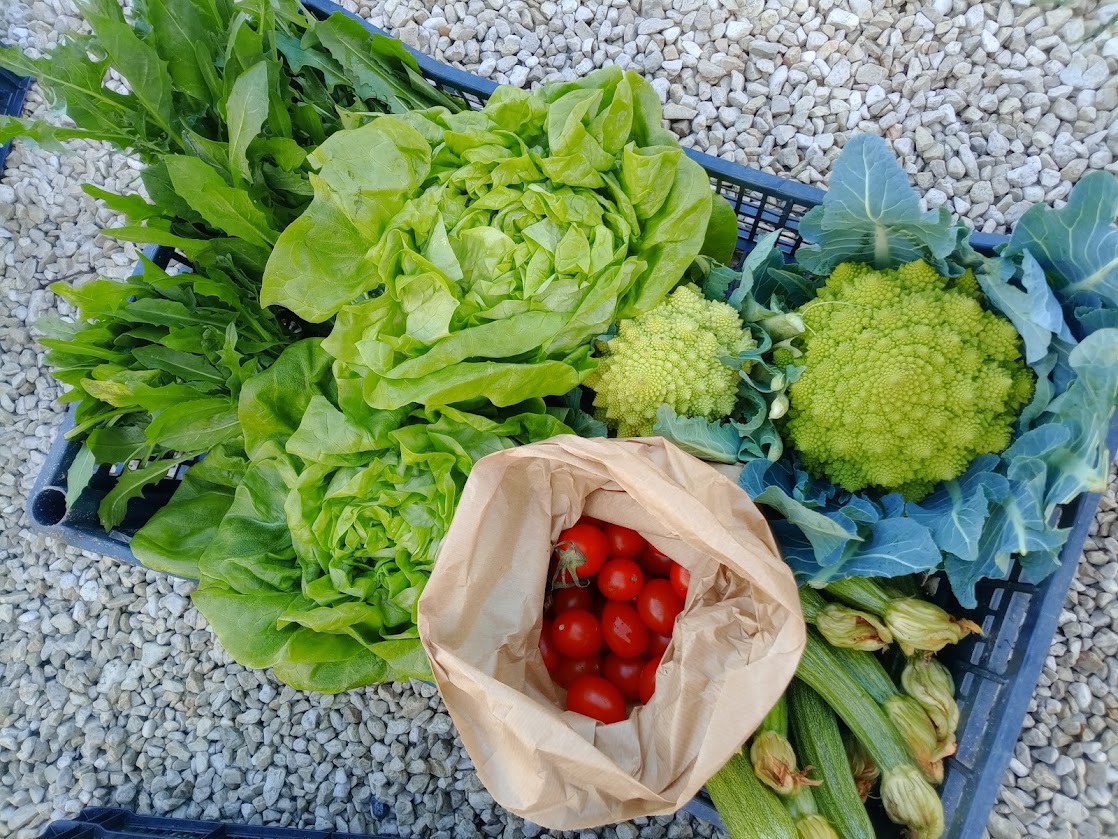 Cicoria Cappuccina Broccoli Piccadilly Zucchine Arvion