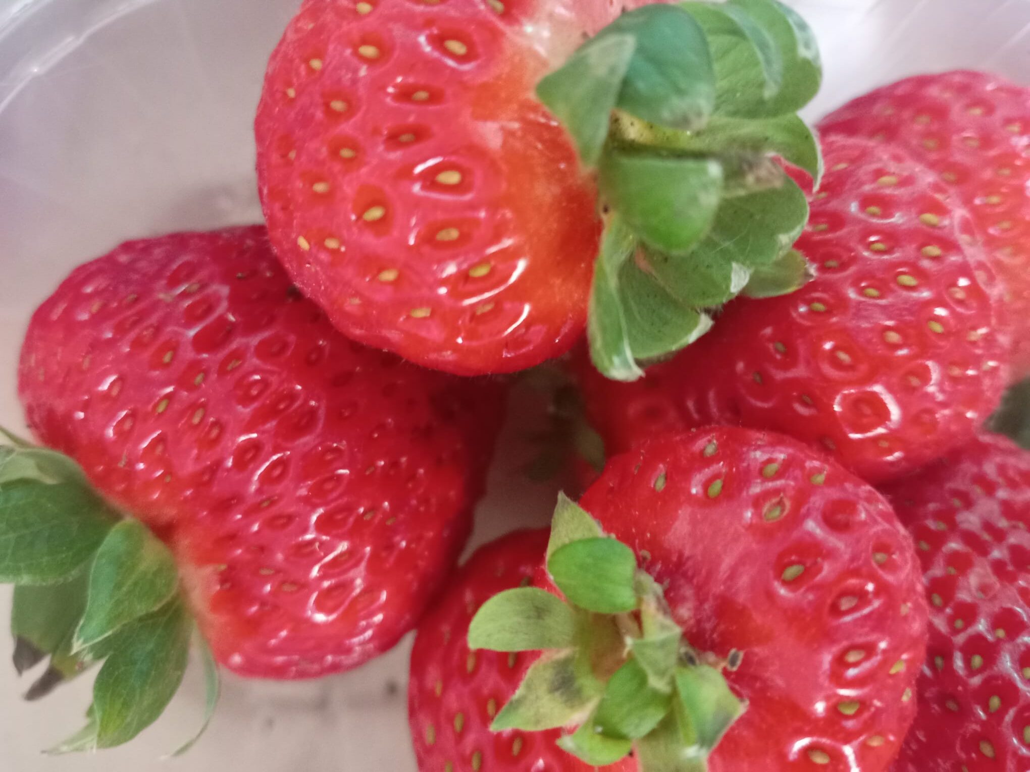 Fragole Favetta di Nettuno in raccolta