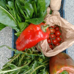 Mix Febbraio Arvion: Puntarelle, Peperoni e Bieta – 15€ con Consegna Gratis